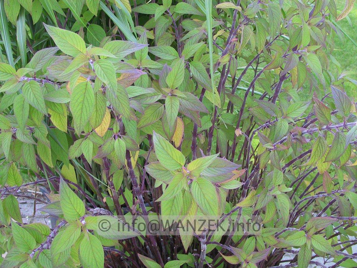 Salvia rutilans - Ananassalbei.JPG